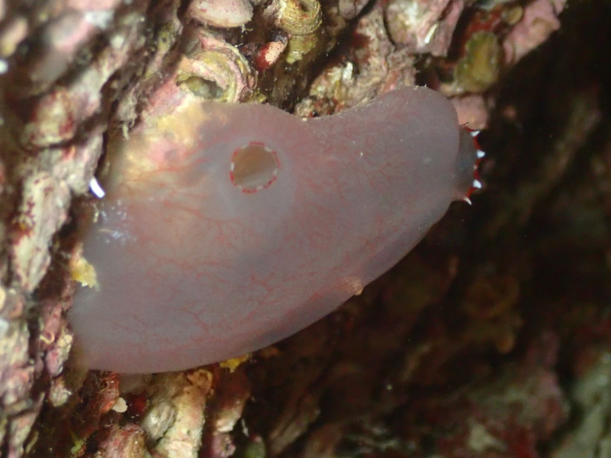 Ascidia mentula Müller, 1776