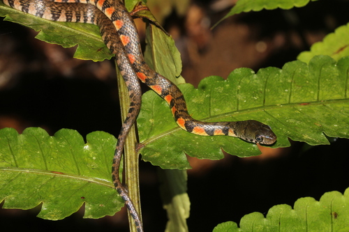Xenochrophis trianguligerus