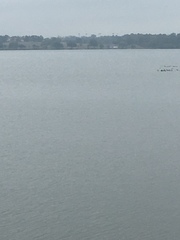 Podiceps nigricollis