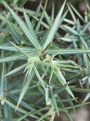 Juniperus oxycedrus oxycedrus