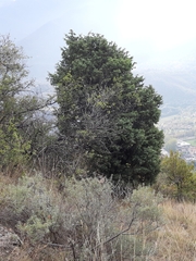Juniperus oxycedrus oxycedrus