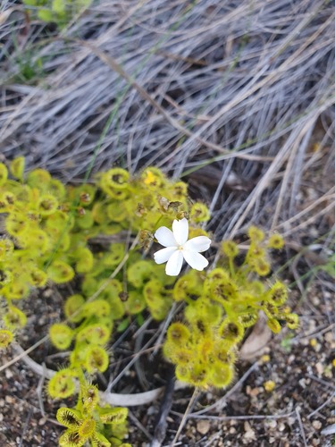 Drosera rupicola (Drosera rupicola)