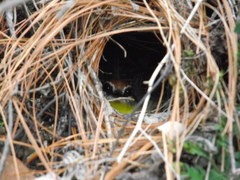 Rufous-Capped Warbler photo 6