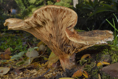 Paxillus involutus