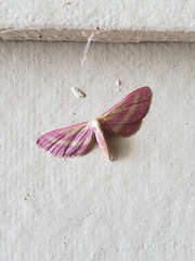 Leptostales laevitaria