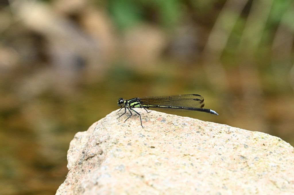 Anisopleura qingyuanensis