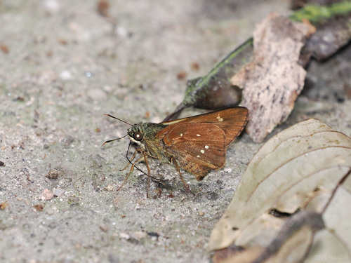 banded straw ace