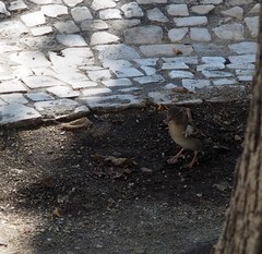 Passer domesticus