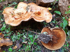 Paxillus involutus