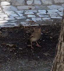 Passer domesticus