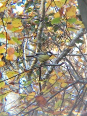 Parus major