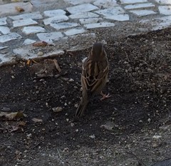 Passer domesticus