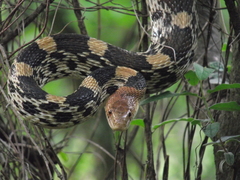 Pituophis deppei