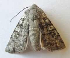 Litholomia napaea