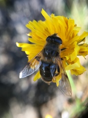Eristalis tenax