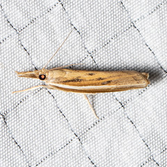 Fissicrambus profanellus