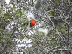 Pyrocephalus rubinus