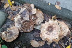 Paxillus involutus