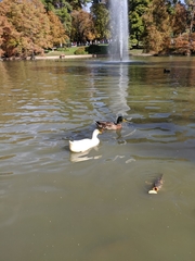 Anas platyrhynchos domesticus