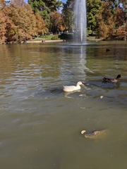 Anas platyrhynchos domesticus