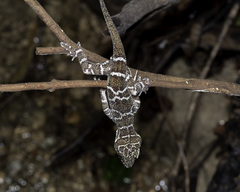 Cyrtodactylus consobrinus