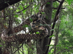 Pituophis deppei