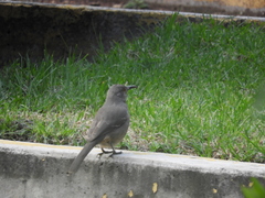 Toxostoma curvirostre