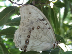 Morpho polyphemus