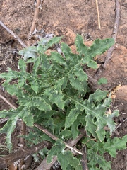 Berkheya bipinnatifida echinopsoides