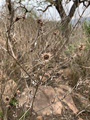 Berkheya bipinnatifida echinopsoides
