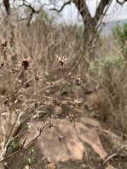 Berkheya bipinnatifida echinopsoides