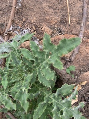 Berkheya bipinnatifida echinopsoides