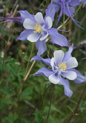 Aquilegia coerulea coerulea
