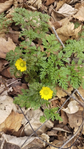 Adonis amurensis, photograph 2
