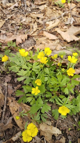 Ranunculus franchetii, photograph 6