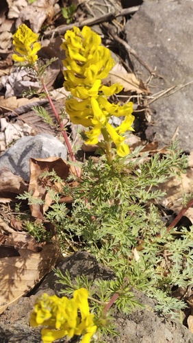 Beautiful corydalis (Corydalis speciosa)