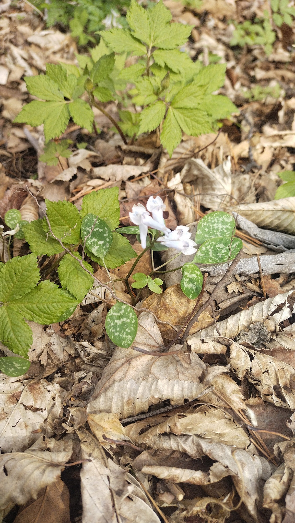 Creeping Corydalis (Corydalis repens)