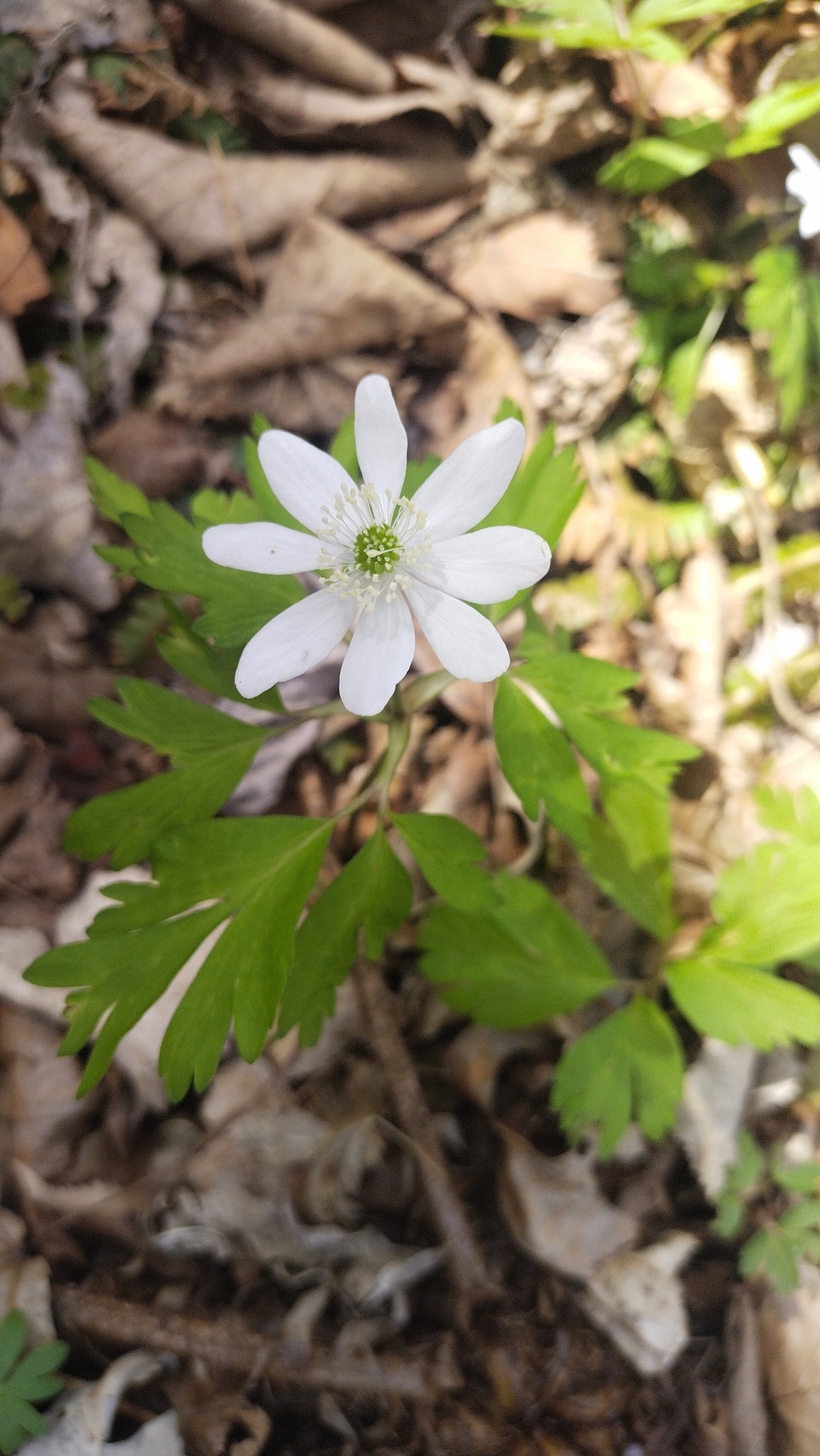 Amur Anemone (Anemonoides amurensis)