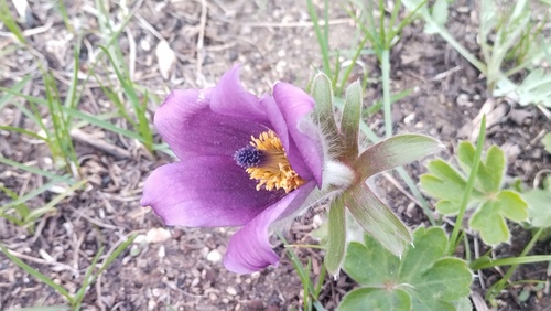 Northeast Asian pasque-flower (Pulsatilla chinensis)