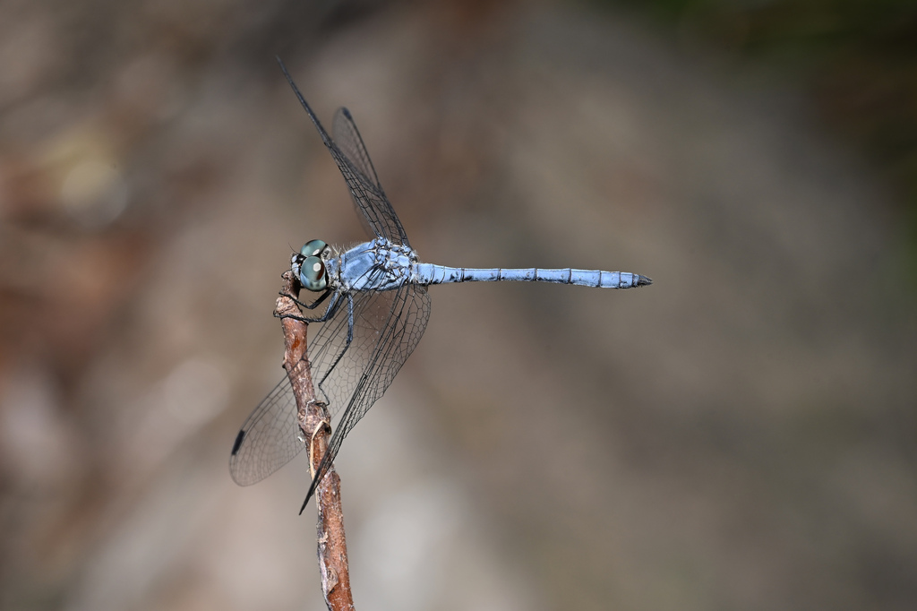Sympetrum gracile