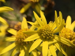 Jacobaea vulgaris