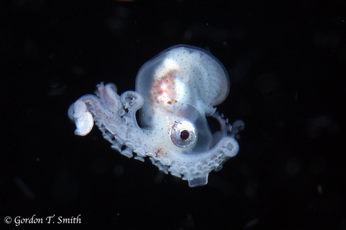 Greater Argonaut