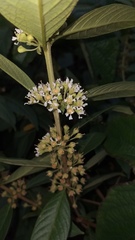 Adenaria floribunda
