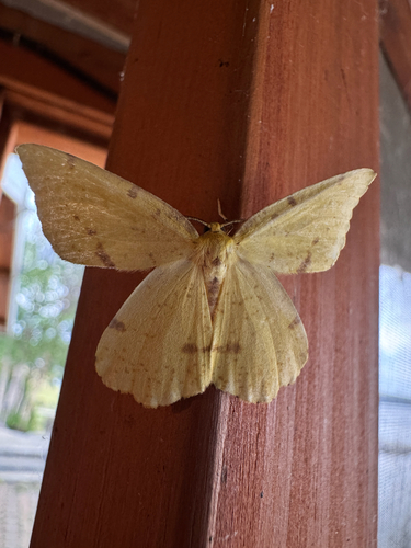 Crocus Geometer Moths