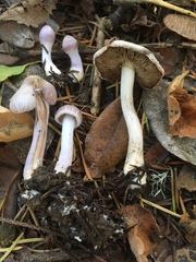 Inocybe lilacina