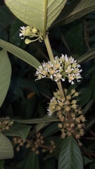 Adenaria floribunda