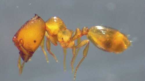 Carebara colobopsisCarebara colobopsis