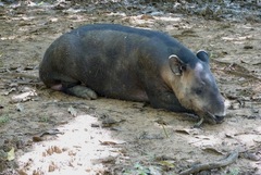 Tapirus