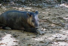 Tapirus