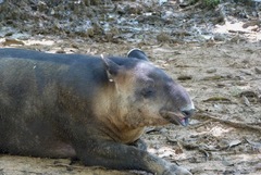Tapirus